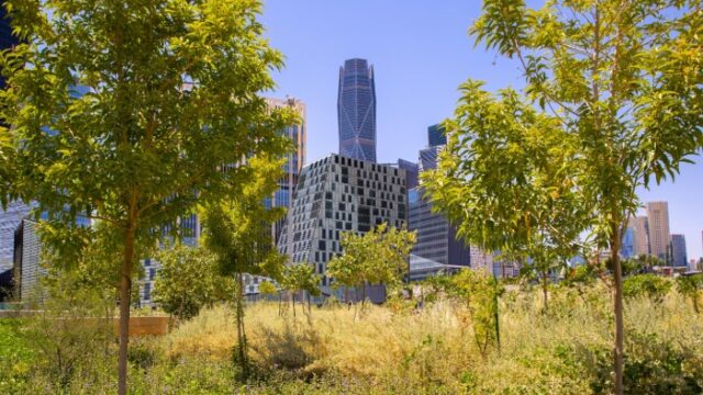 Trees in a Riyadh park with the towers of the King Abdullah Financial District behind