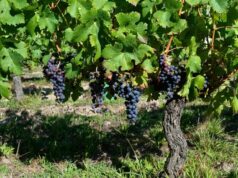 Vinitech-Sifel 2026 Set for the Bordeaux Exhibition Centre, 1 to 3 December Bordeaux vineyard
