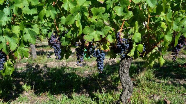 Bordeaux vineyard